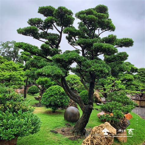 羅漢松庭園樹|探索台南的羅漢松：自然之美與養護妙招 – 植物盆栽綠寶典